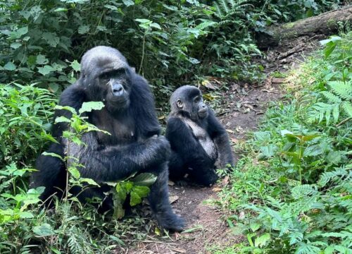 3-Day Gorilla and Golden Monkey Trekking Tour in Rwanda